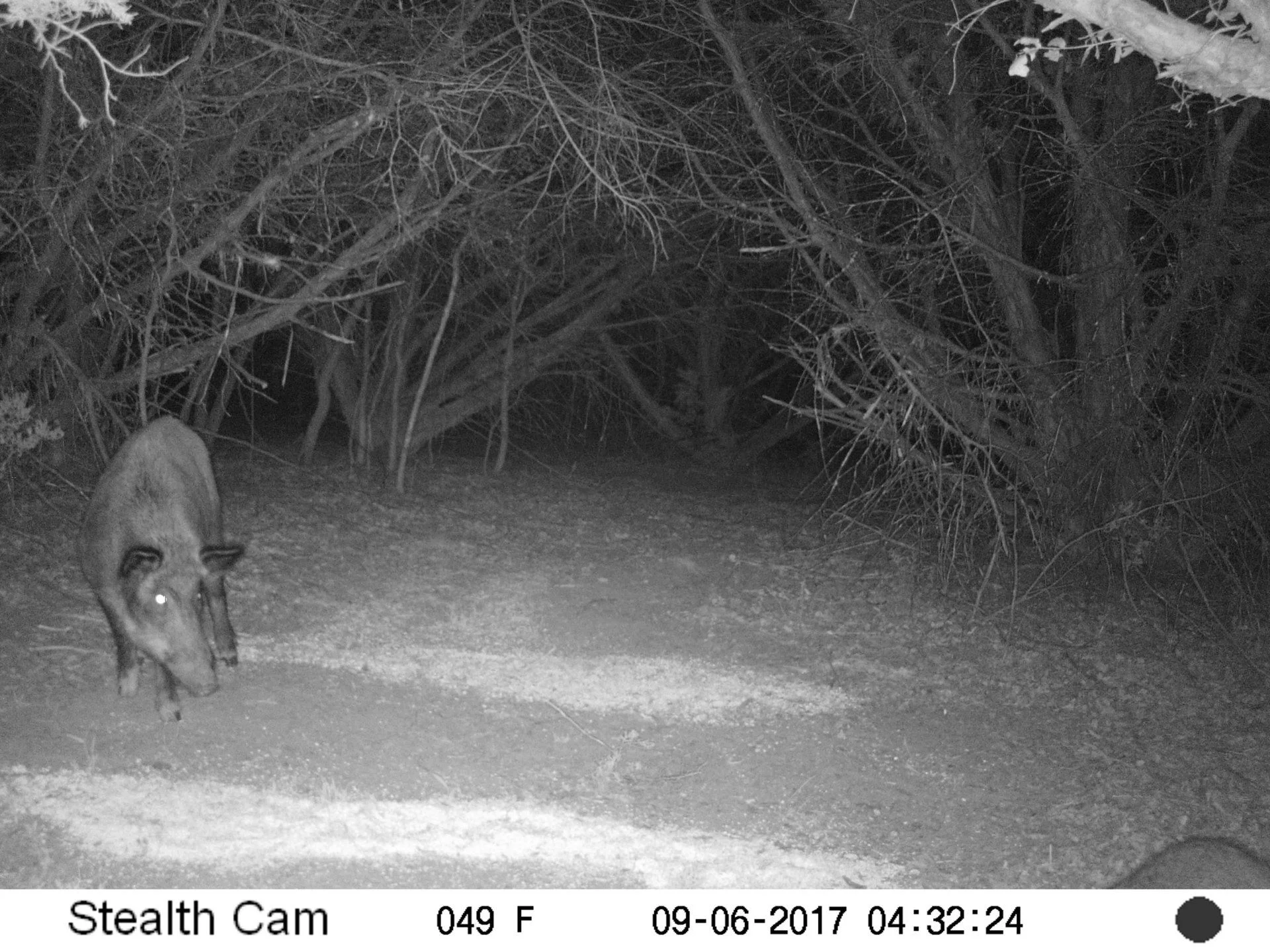 game camera hog