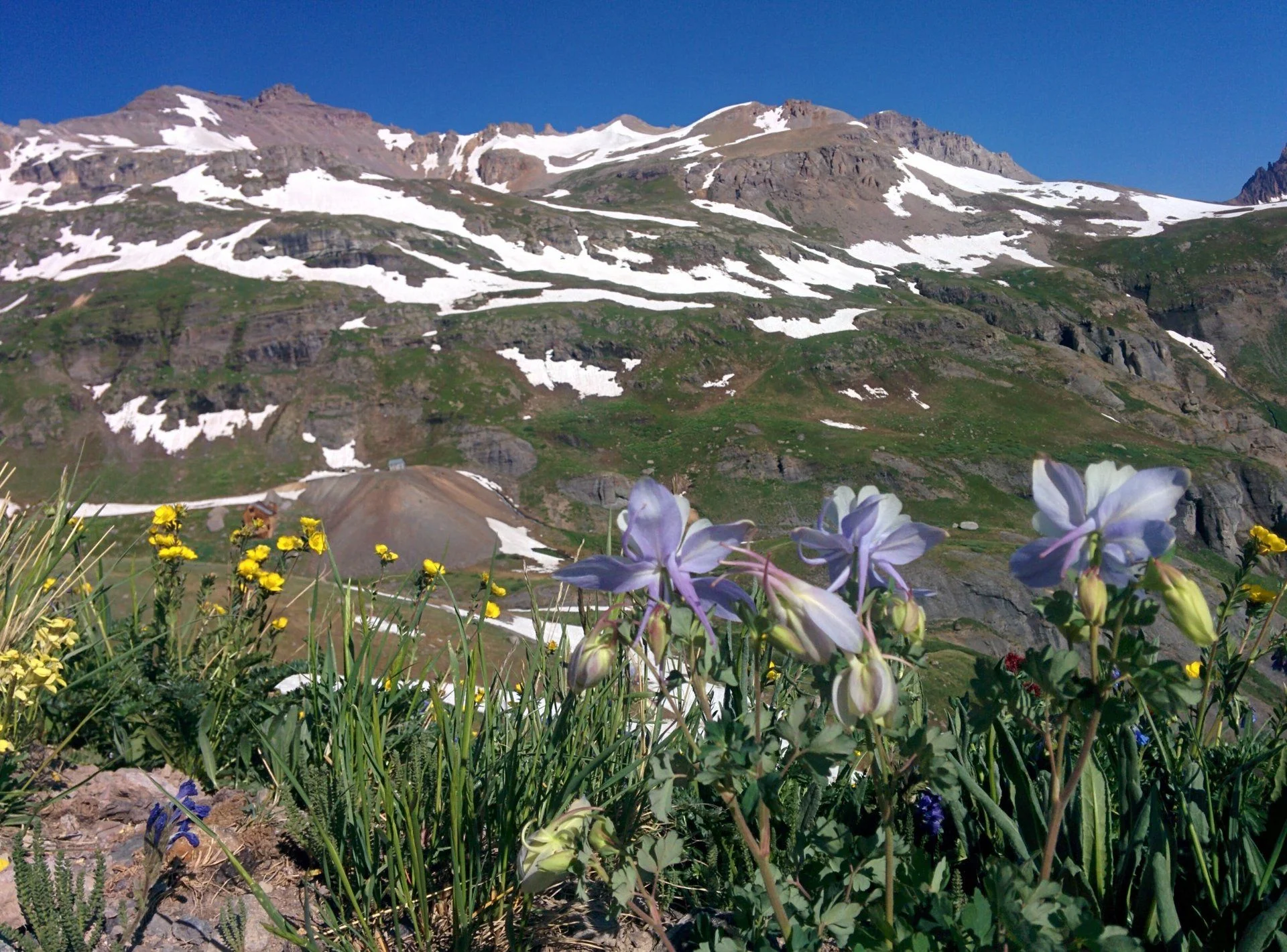 governor basin flowers