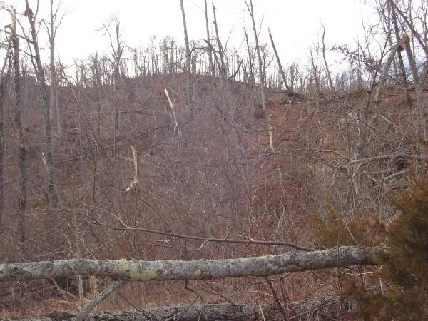 Ice Storm Devastation 015
