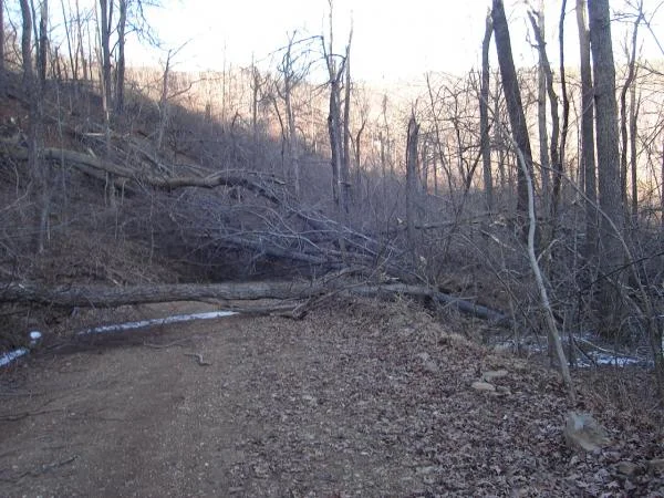 Ice Storm Devastation 032