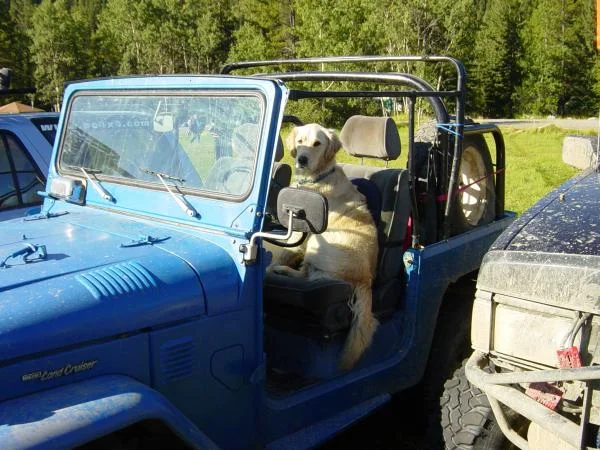 Kodi the Guard Dog
