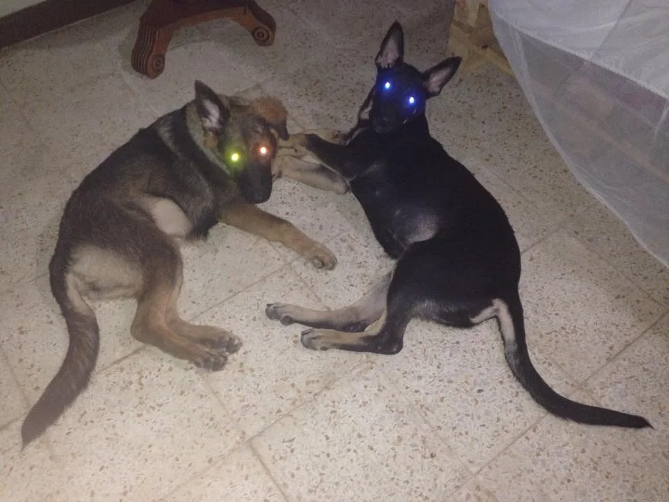 laser eyes