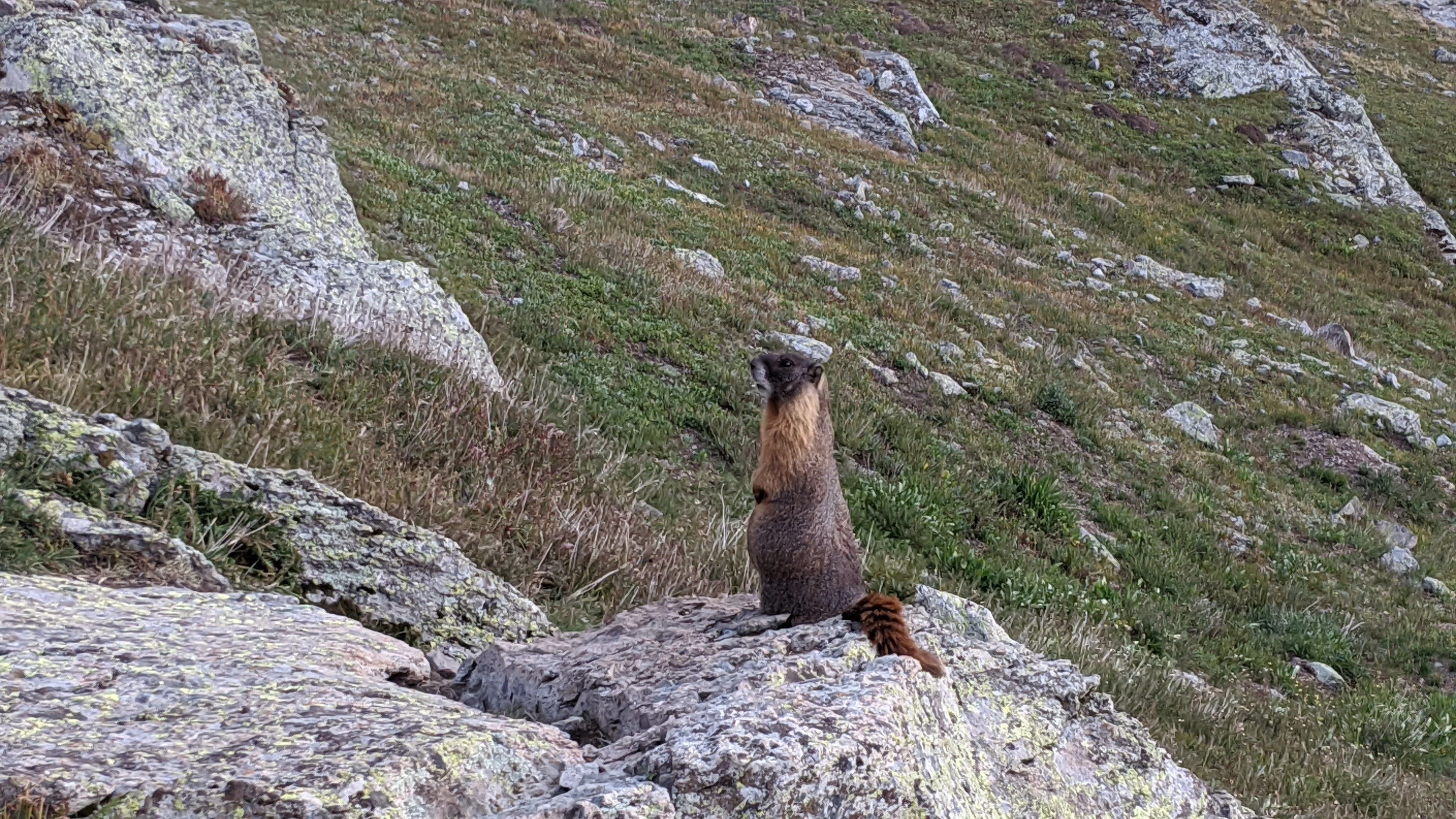 Marmota.jpg