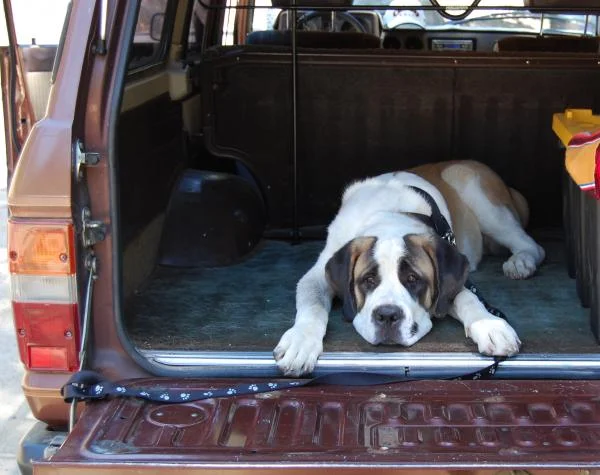 Max enjoying the back of the Cruizer.