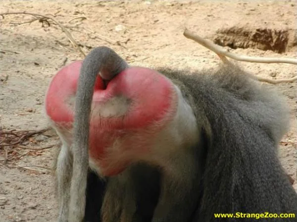 monkey butt