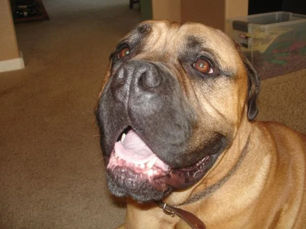 My POOCH! (Gunner)