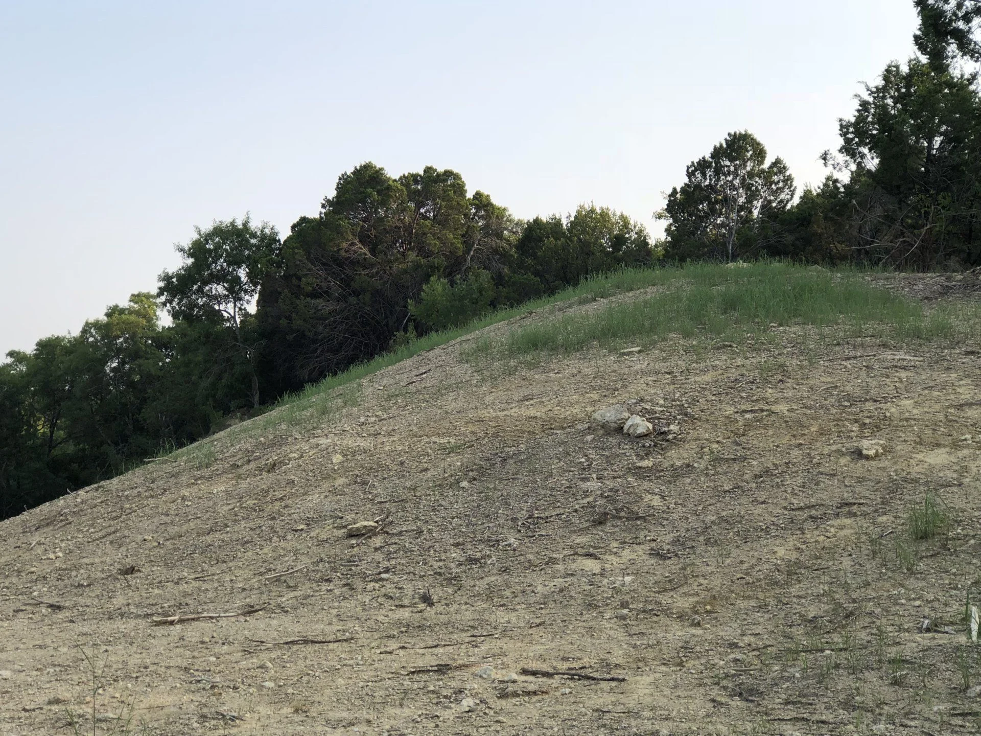 native grass on hill above house Aug 2018