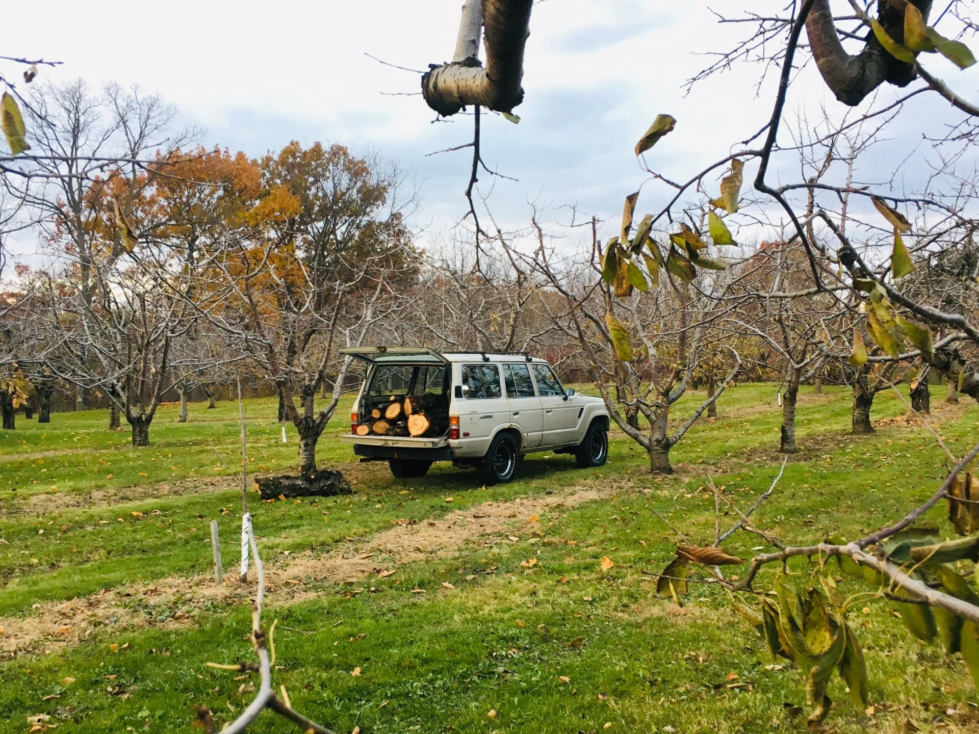Orchard