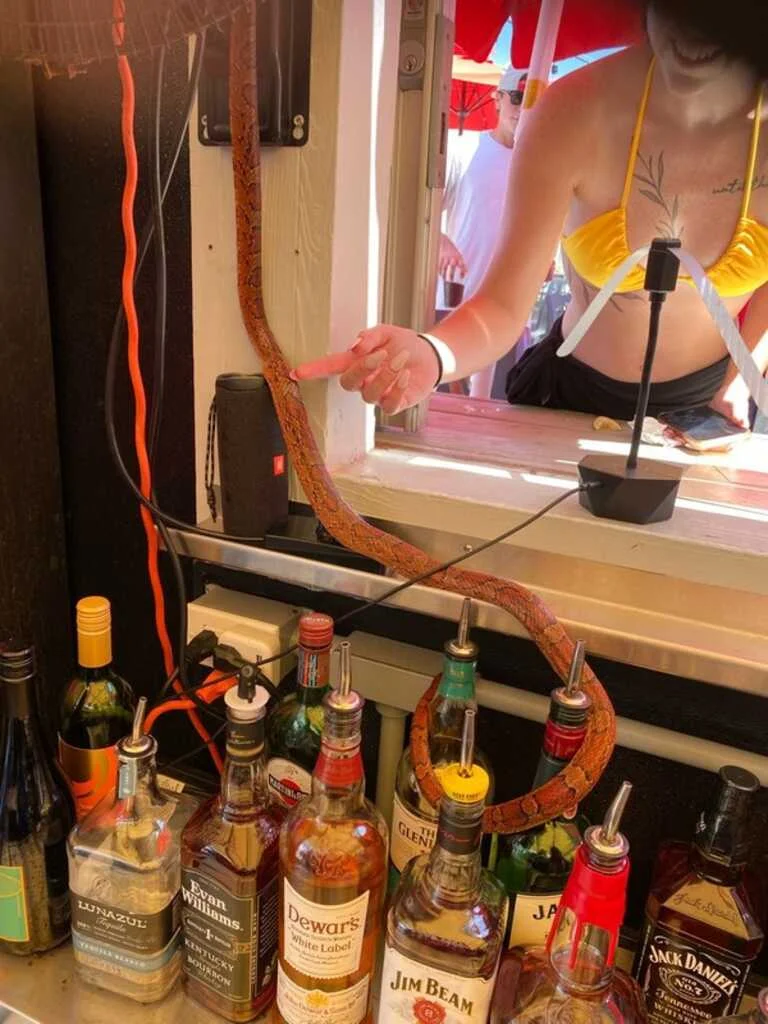 overserved cornsnake.jpeg