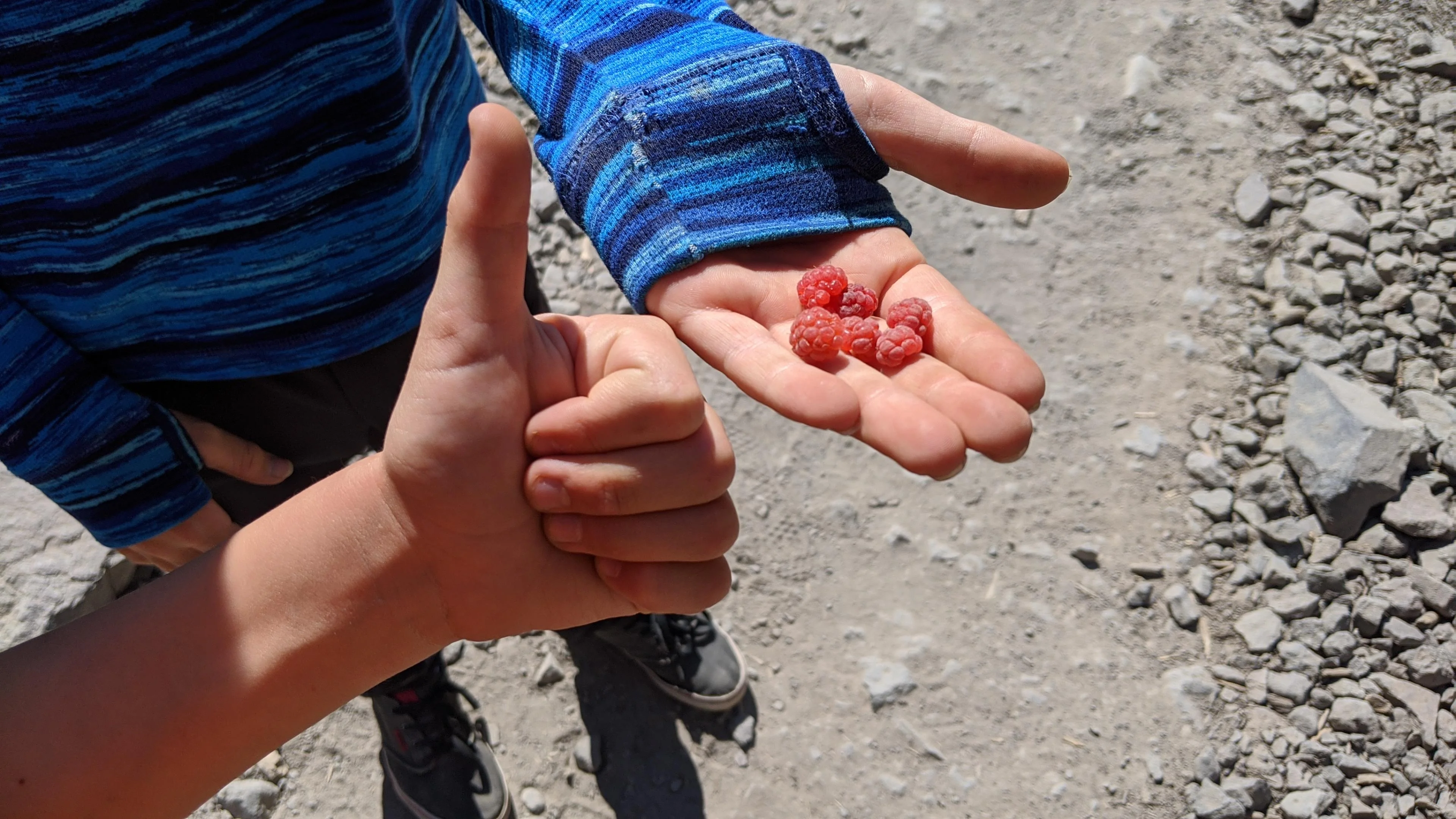 raspberries along MCtrail.jpg