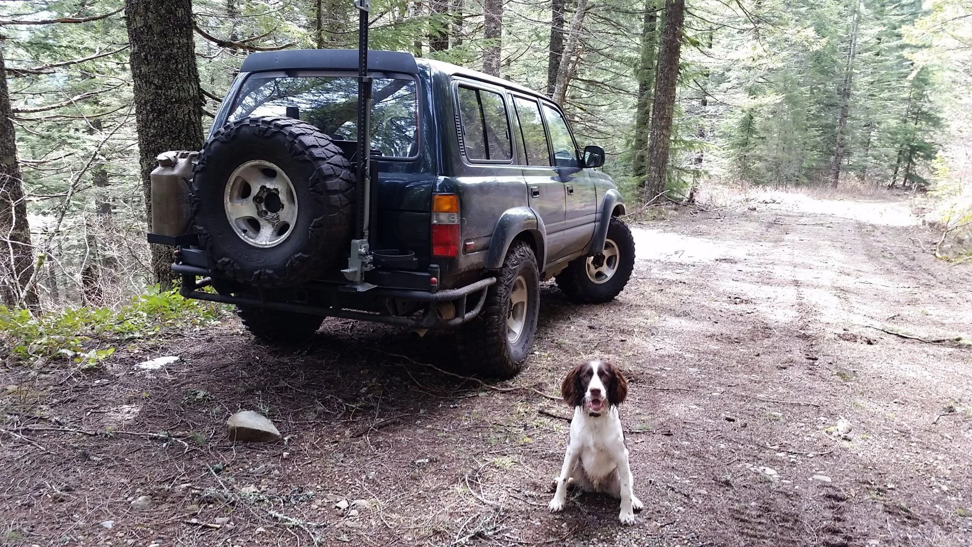 Rear bumper and mutt.