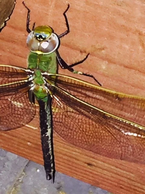 regular visitor