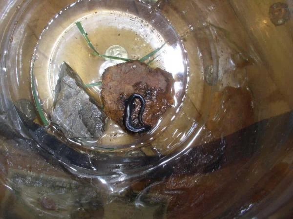 salamander