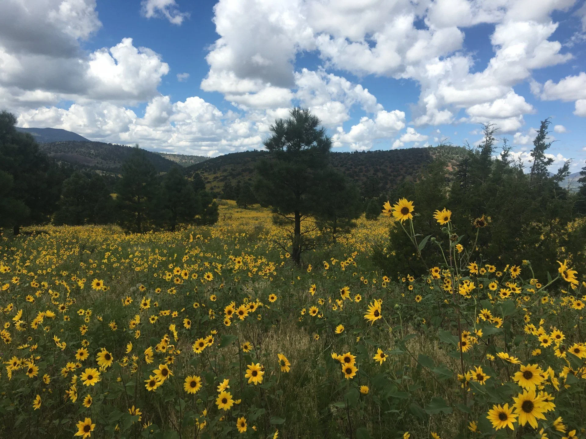 Sunset Crater flowers