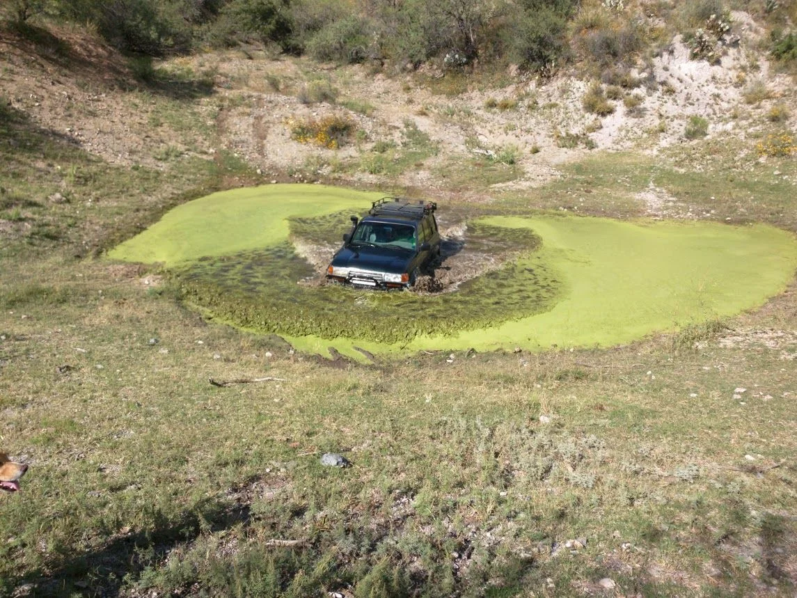 swamp thing