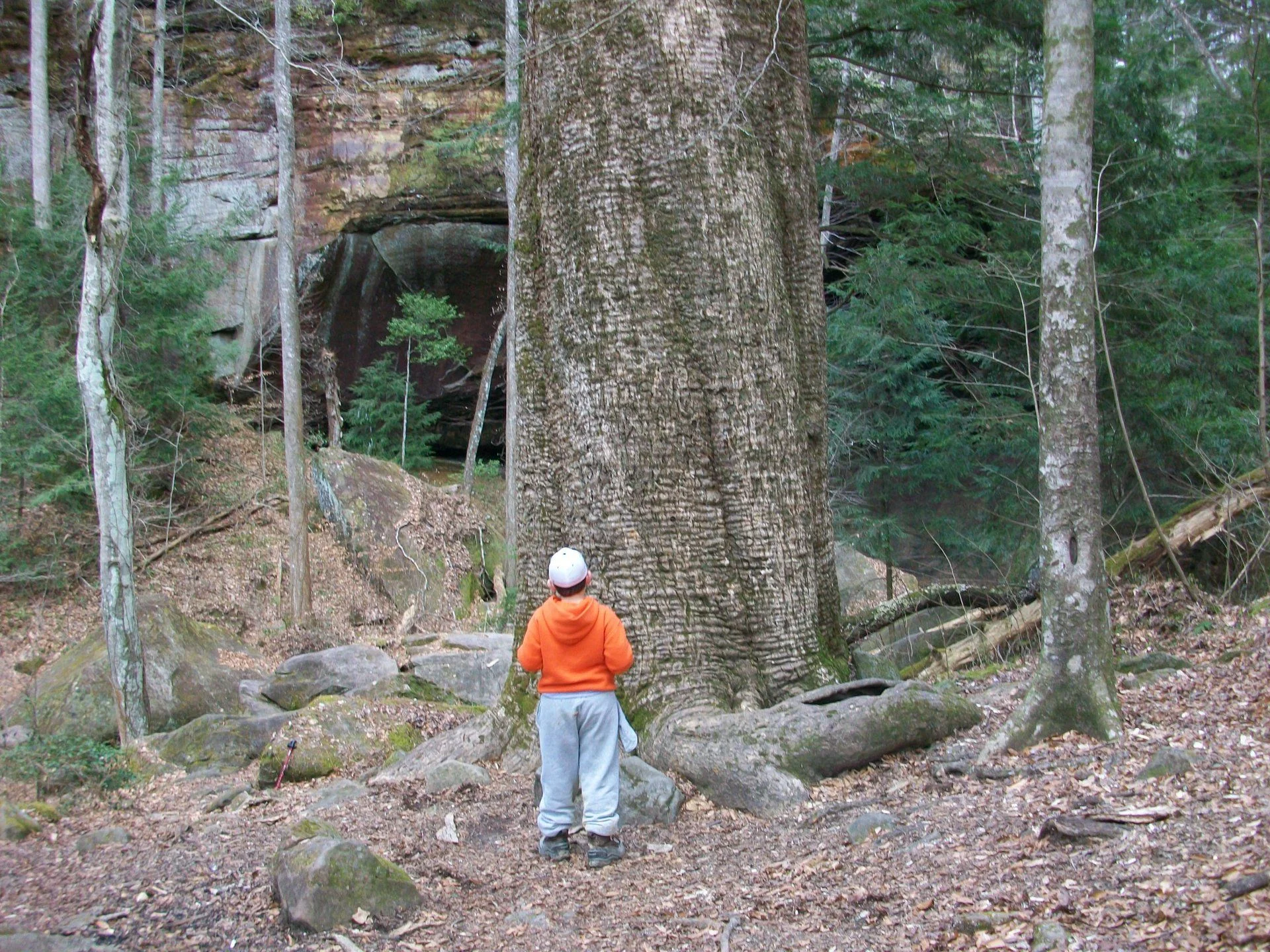 The Big Tree