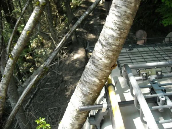 This tree was the motivation to build sliders for my roof rack