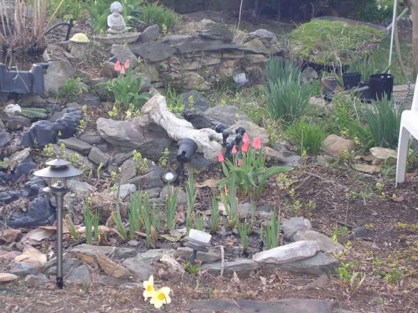 whiteshadowsgardens 001