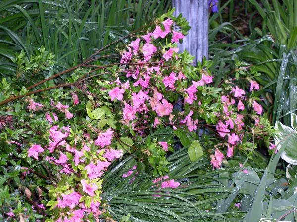 whiteshadowsgardens 012