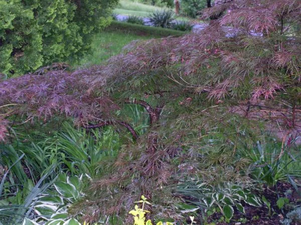 whiteshadowsgardens 015