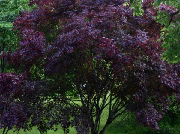 whiteshadowsgardens 016