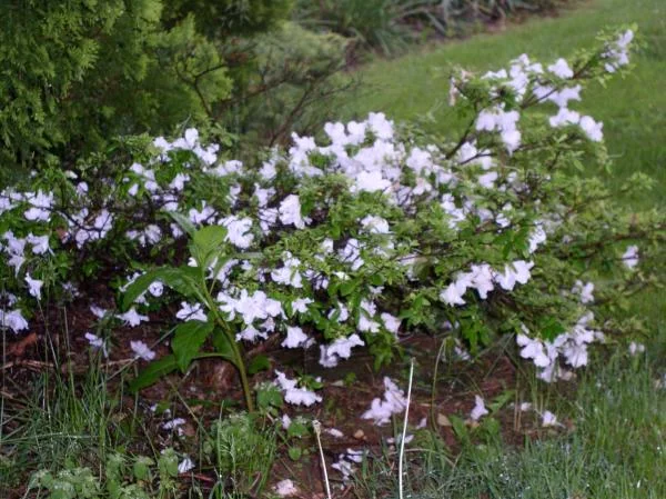 whiteshadowsgardens 017