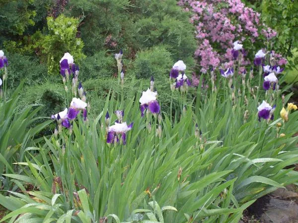whiteshadowsgardens 019