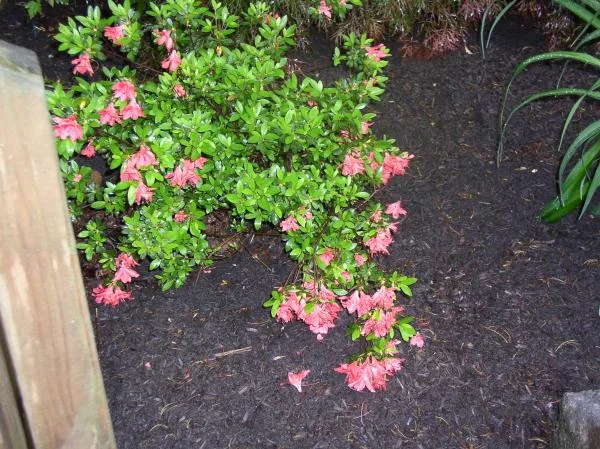 whiteshadowsgardens 022