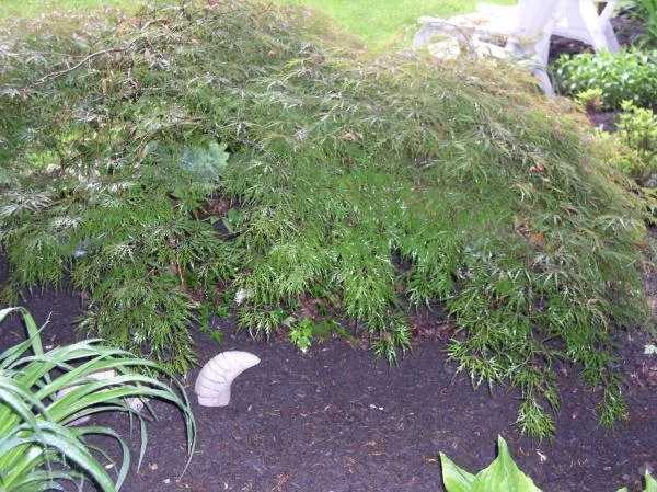 whiteshadowsgardens 023