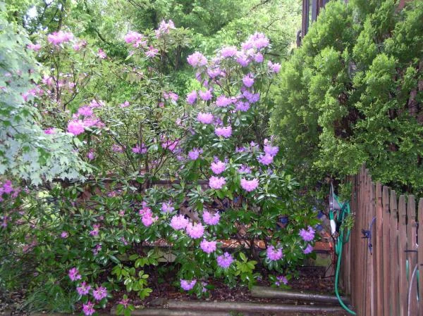 whiteshadowsgardens 024