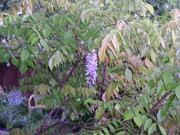 whiteshadowsgardens 025