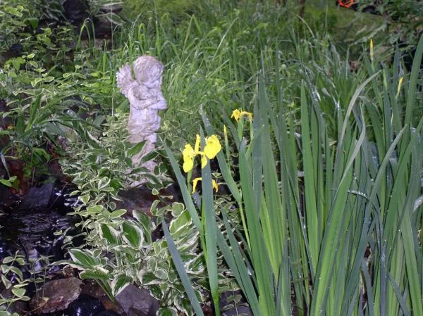 whiteshadowsgardens 028
