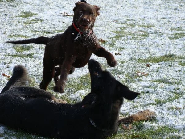 Winter 2008 
Denver as a puppy with Brodie (RIP)