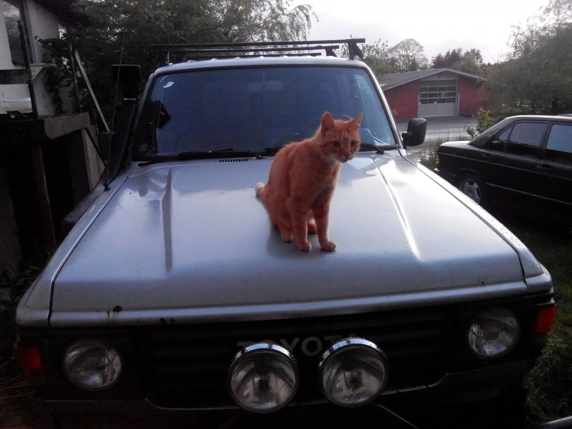 Wonderful hood ornament