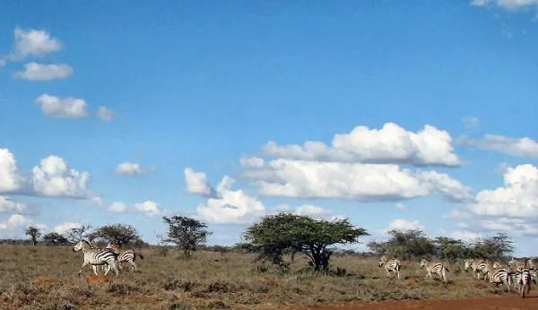 zebras