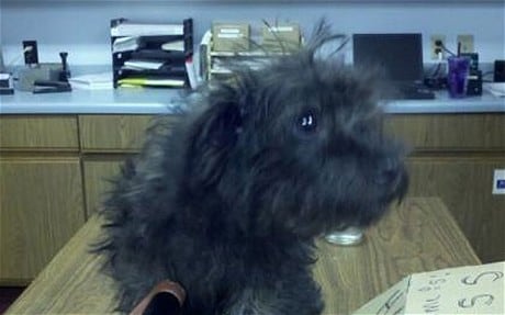 MINNEAPOLIS_dog_1817153c.jpg