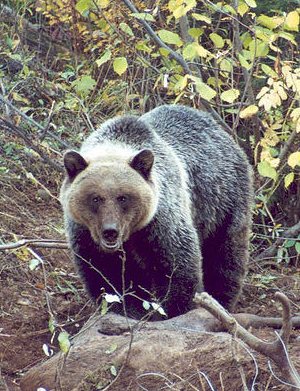 www.backcountrychronicles.com