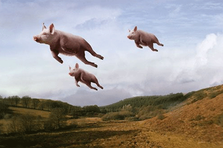 pigs.jpg.gif