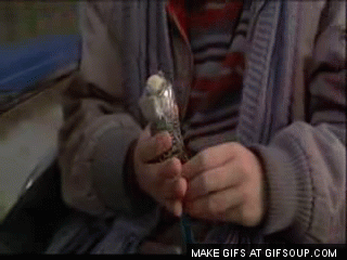 jN1KpjG.gif