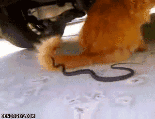 snake-v-cat-tail.gif