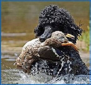 Poodle-Retrieves-Mallard.jpg
