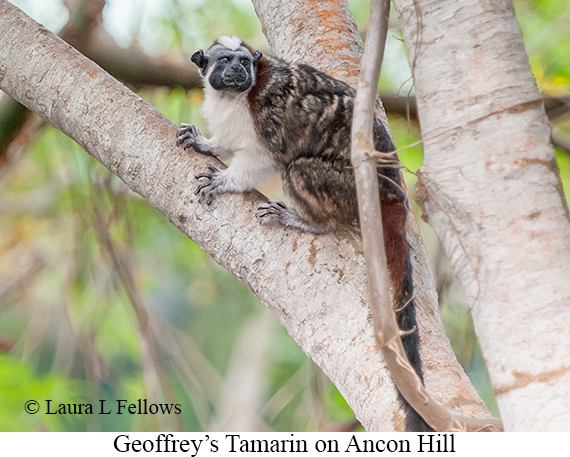 geoffrey-s-tamarin-005-gallery.jpg