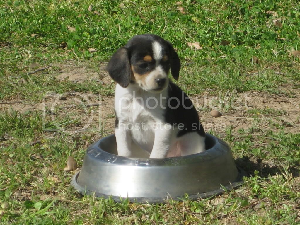 VolleyballandPuppies043.jpg
