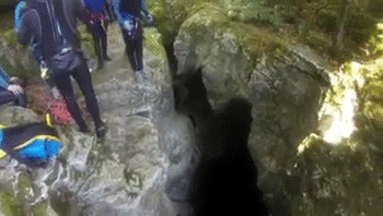 sFKJyzt.gif