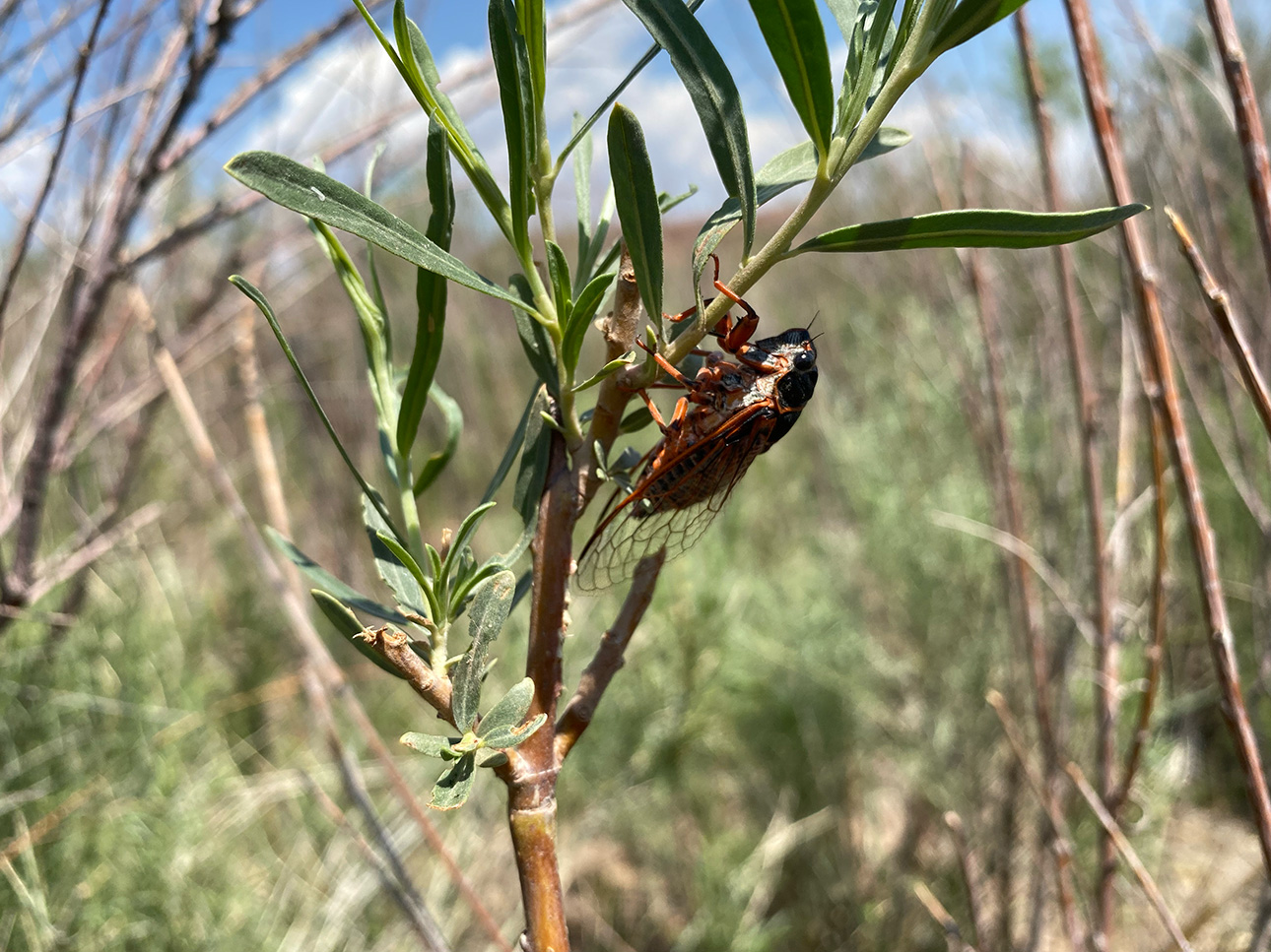 muddy-creek-cicada.jpg
