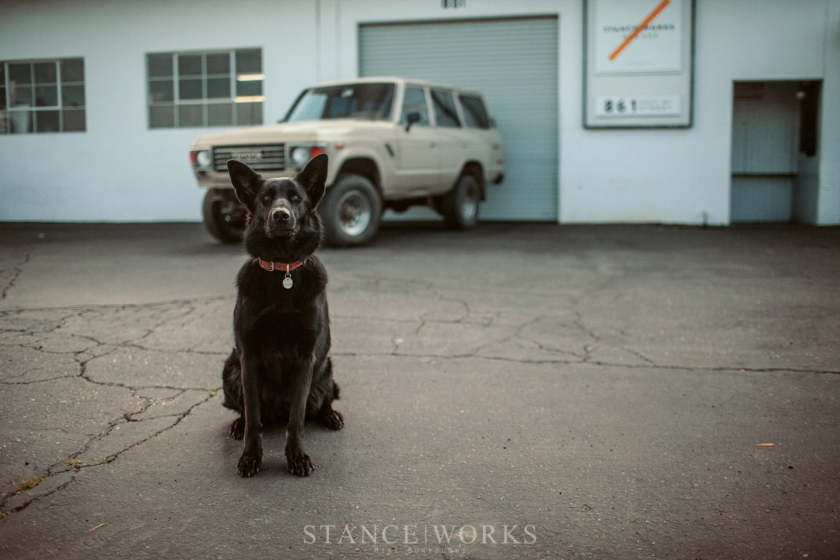 chloe-german-shepherd-fj60-stanceworks.jpg