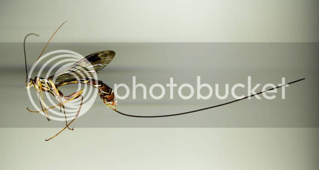 GiantIchneumonWasp.jpg