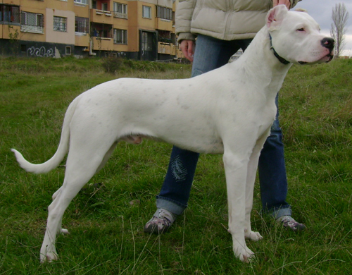 Argentino-Dogo17.jpg