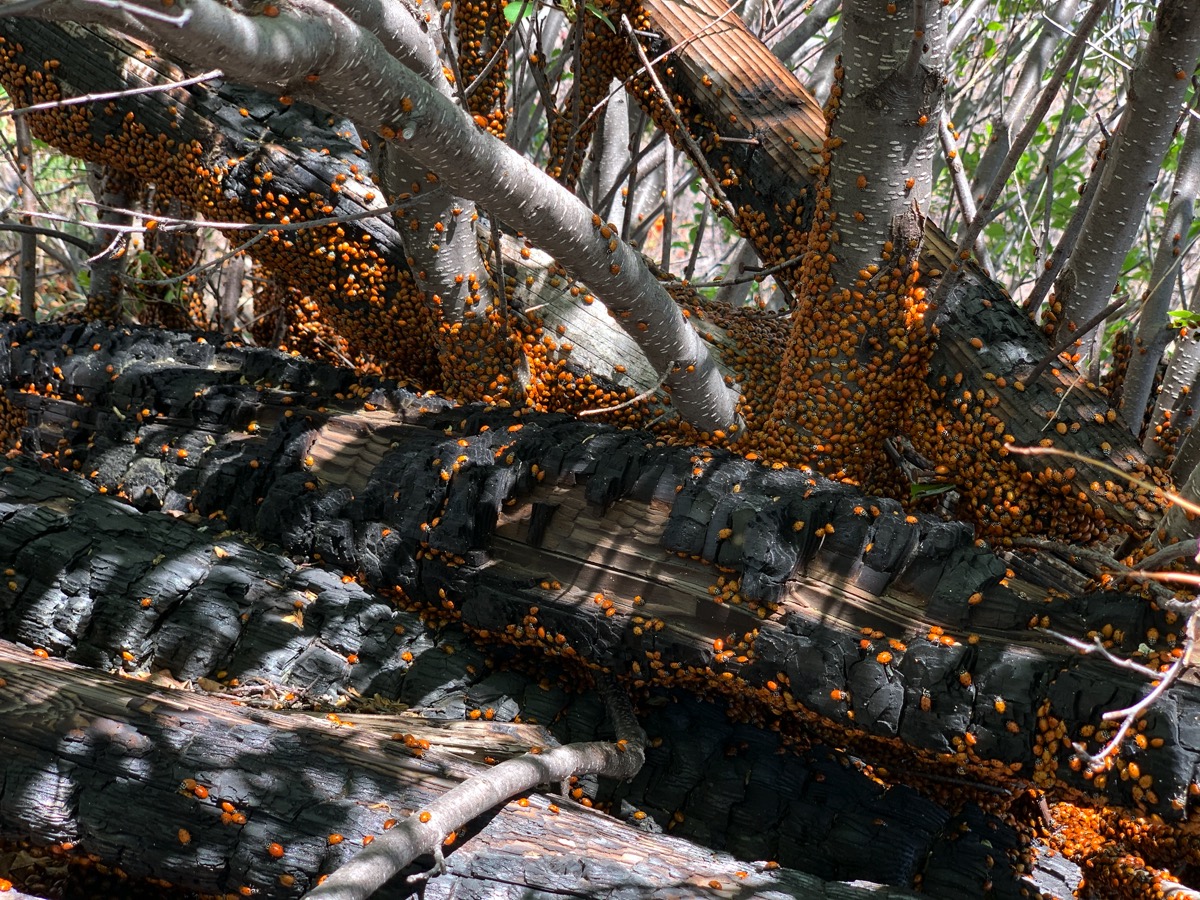 428ladybugs.jpg