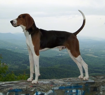 TreeingWalkerCoonhoundClarysHiSpeedThisBuds4U.jpg